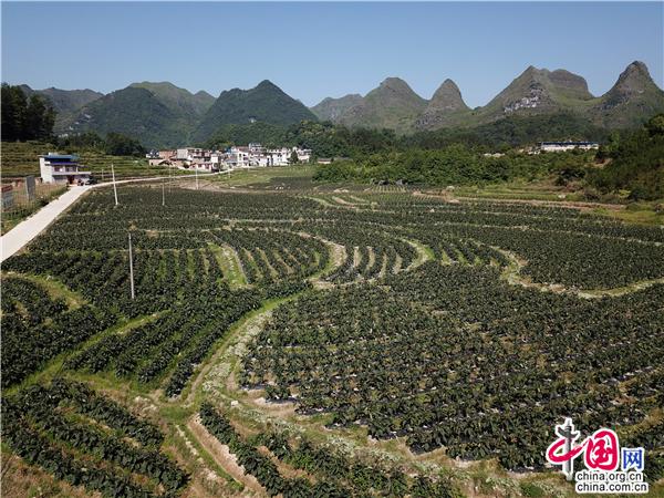 鸭脖官网登录